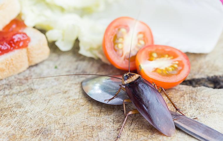 a cockroach crawling on a kitchen counter among food