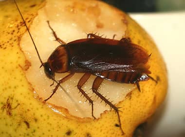 american cockroach on a pear