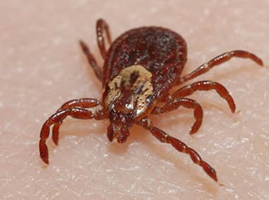american dog tick on a persons arm
