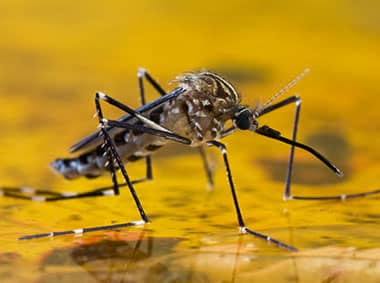 asian tiger mosquito on standing water