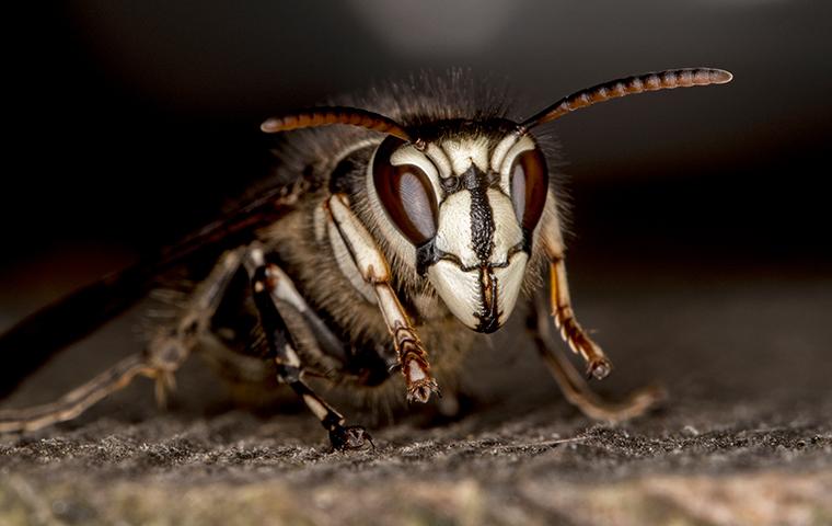 close up of a baldfaced hornet