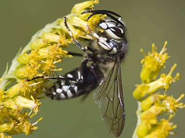 a baldfaced hornet on a flower