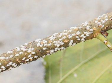 bark scale on stem of a plant