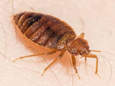 a bed bug crawling on skin