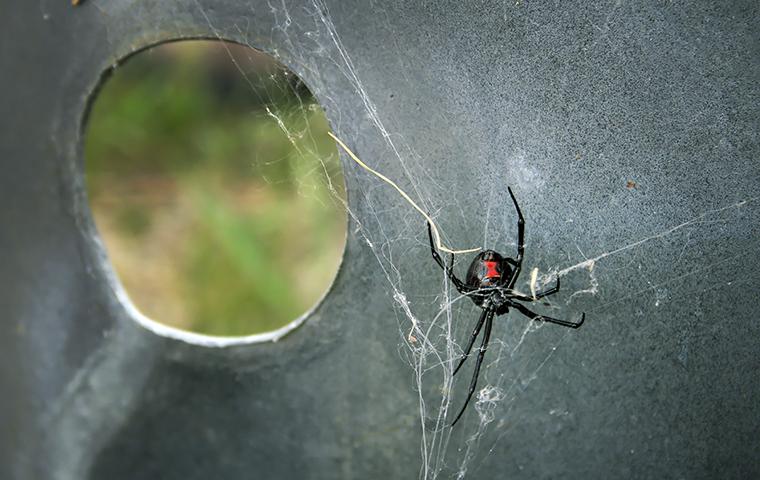 black widow creating spider web
