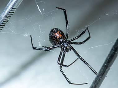 a black widow spider hanging from web