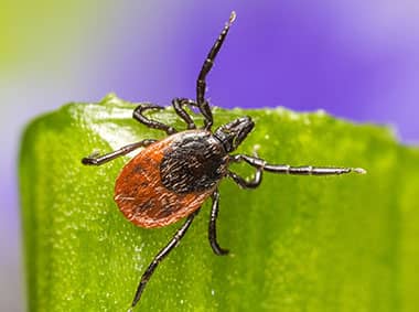 deer tick on a blade of grass