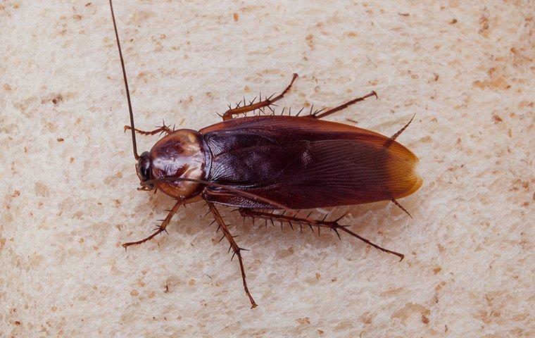 american cockroach on bread