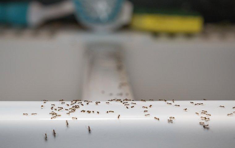 tiny brown ants in kitchen sink