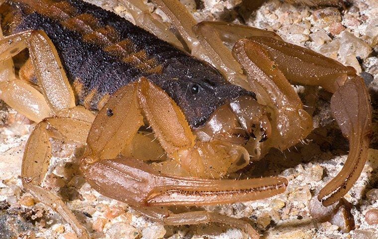 a bark scorpion crawling on the ground near a home