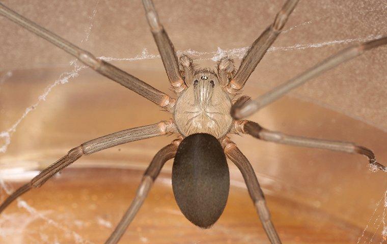 a brown recluse spider in web