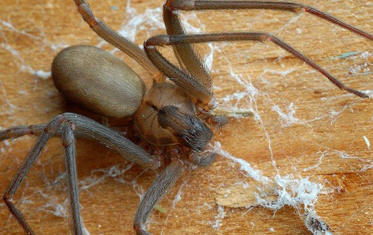 brown recluse spider crawling under a table