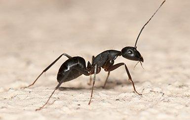 carpenter ant crawling on home floor