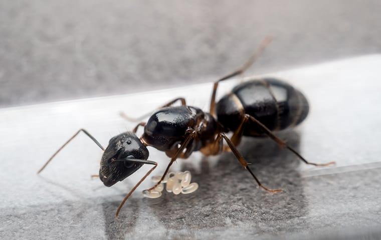 a carpenter ant destroying wood in a home