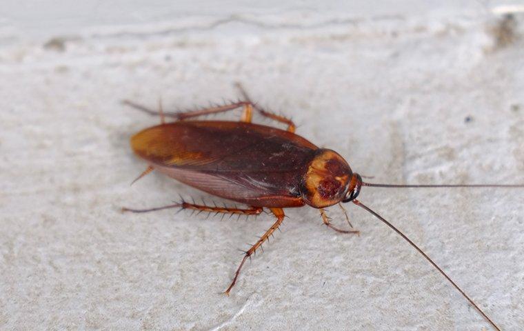 a cockroach crawling on a basement wall
