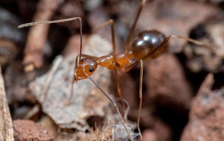 a crazy ant in dead leaves