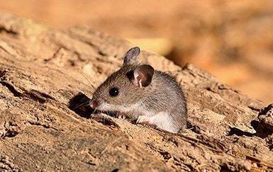 a deer mouse outside of a home
