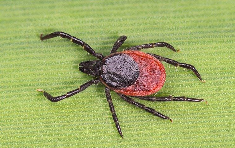a deer tick crawling on a blade of grass in a lawn