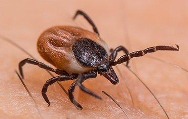 a deer tick crawling on a tyler texas resident