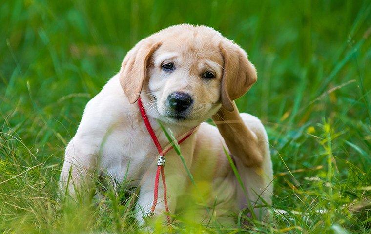 a puppy scratching at fleas on the lawn of a home