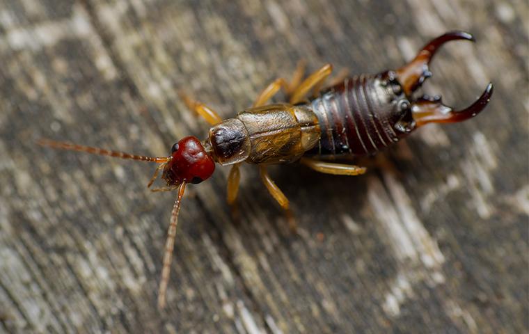 an earwig crawling on wood