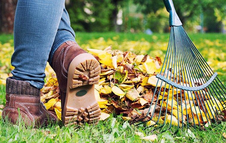 fall yard cleanup raking leaves
