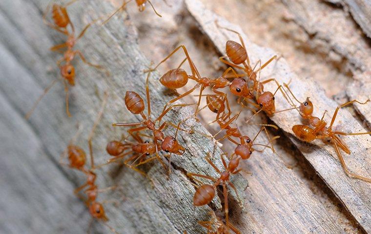 fire ants crawling on wood in the summertime