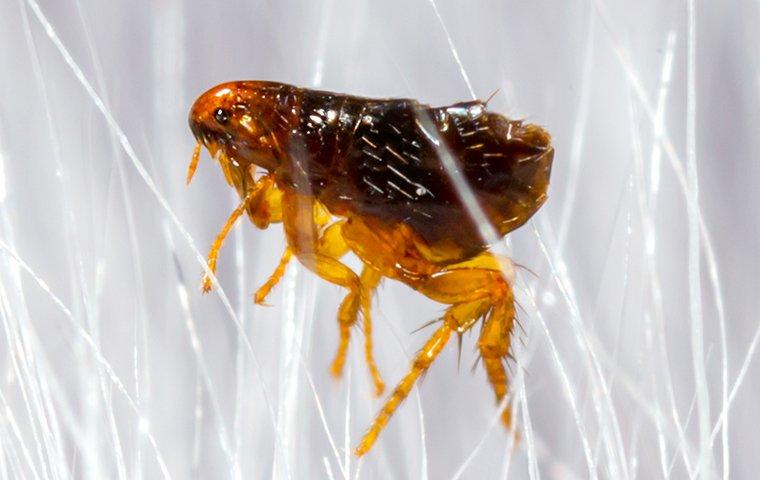 flea crawling in pet hair