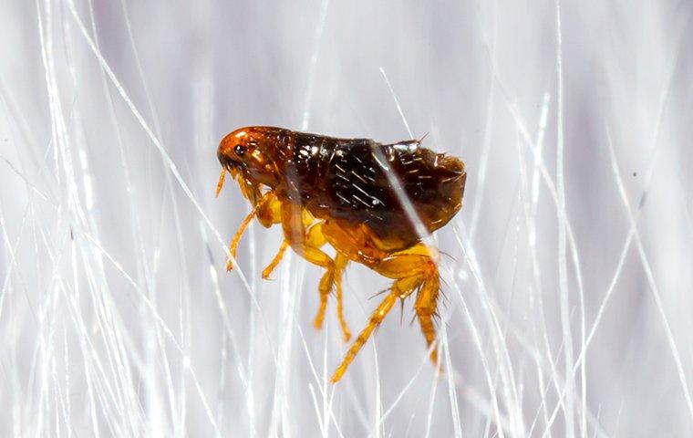 a flea crawling in pet hair