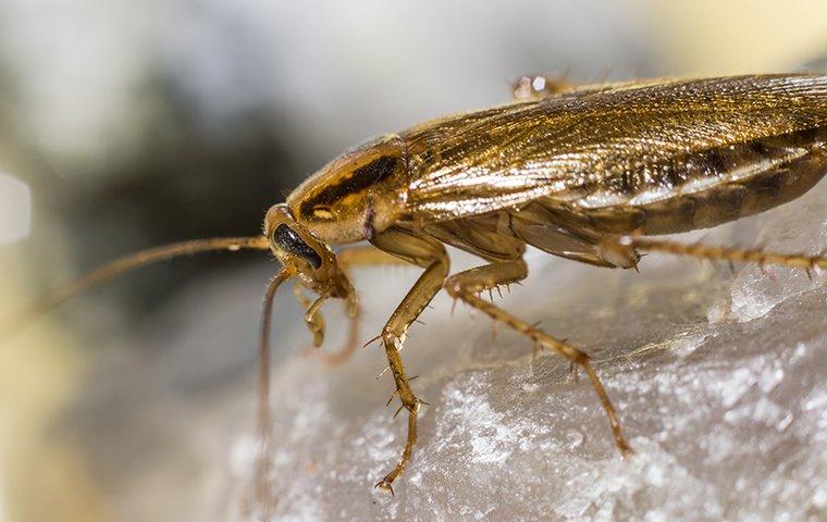 german cockroach on salt