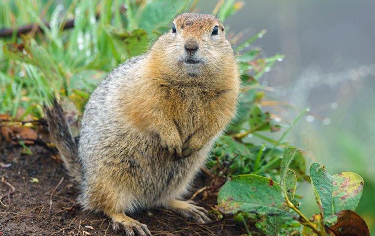 a gopher standing in a yard