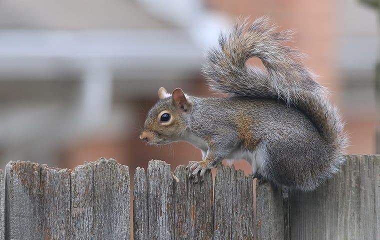 a gray squirrel on a fence