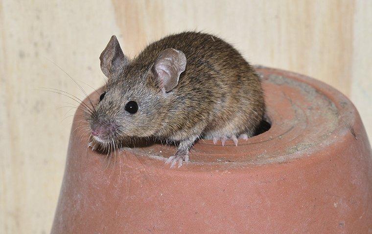 house mouse crawling on gardening pot in shed