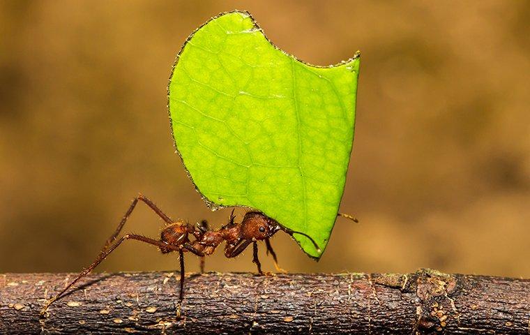 a leafcutter ant bringing food to its colony