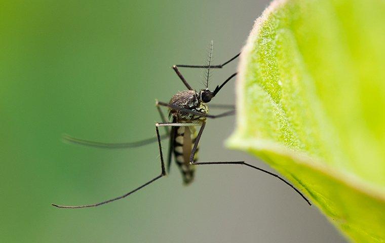a mosquito landed on a leaf in a garden