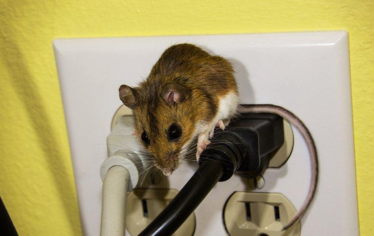 a mouse chewing on wires in an outlet