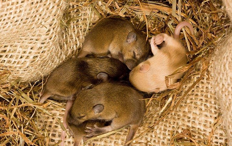 four baby mice in a nest inside a home