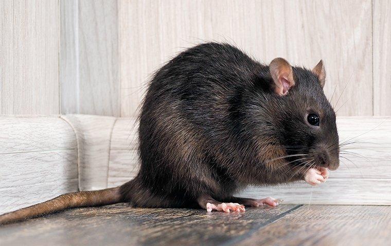 a rat sitting in a living room eating food