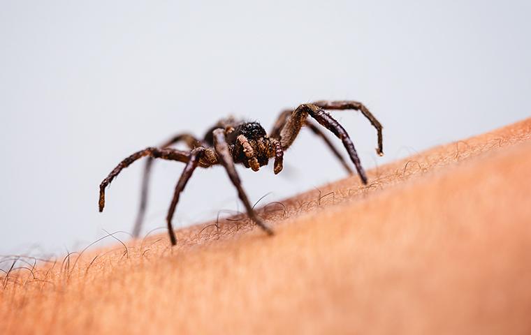 spider crawling on arm