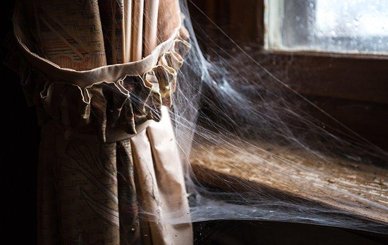 spiderwebs attached to curtain and window