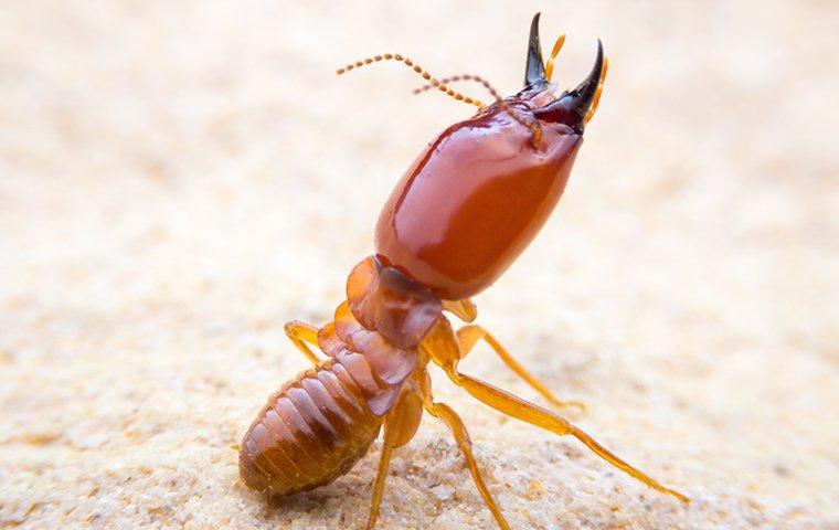 a termite crawling on the ground