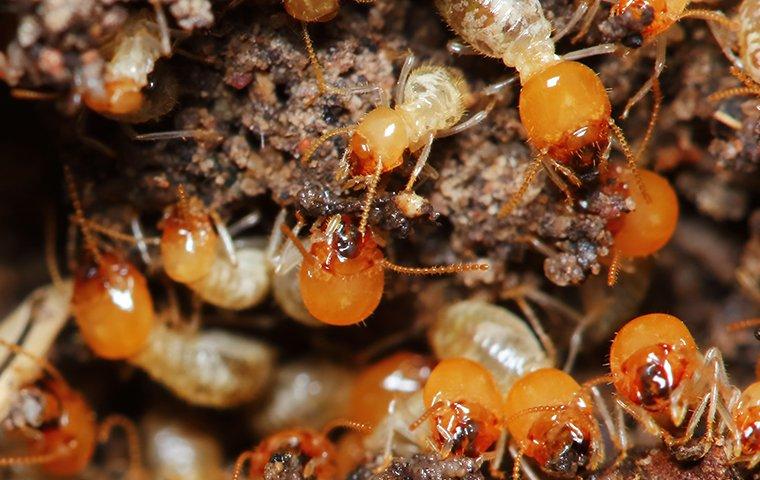 termites swarming around damaged wood