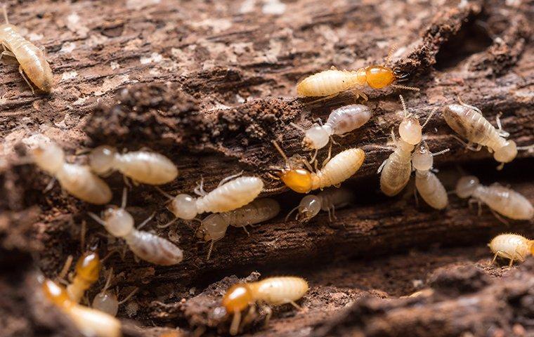 termites chewing wood in a house