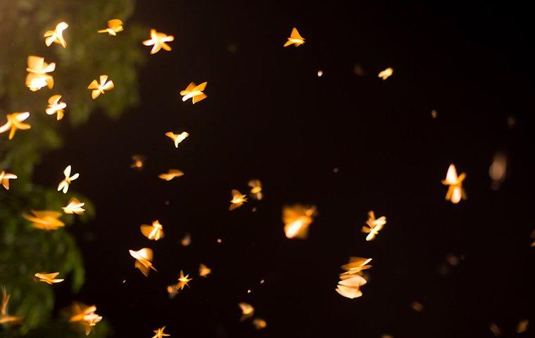 termites swarming at night