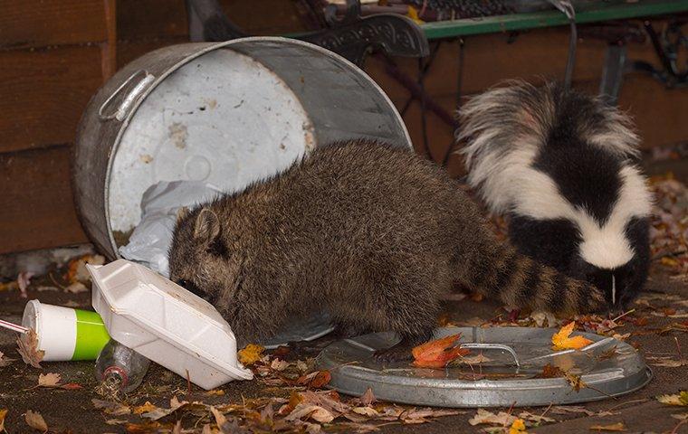 a raccoon and skunk getting into trash