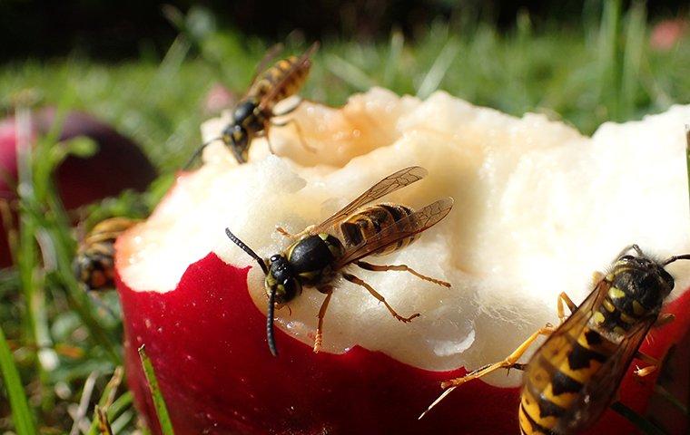 yellow jackets eating an apple on a lawn
