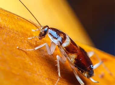 close up of a brownbanded cockroach