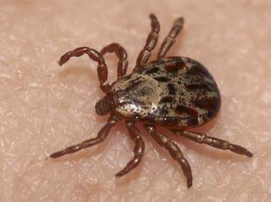 brown dog tick on a persons leg