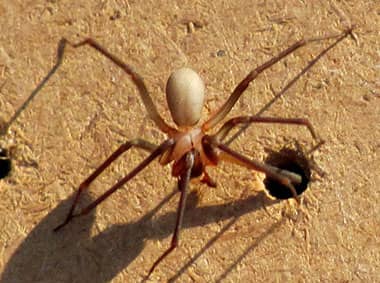 brown recluse spider on wood