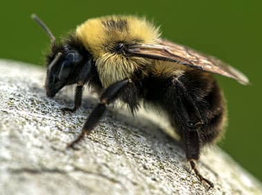 bumble bee on rock